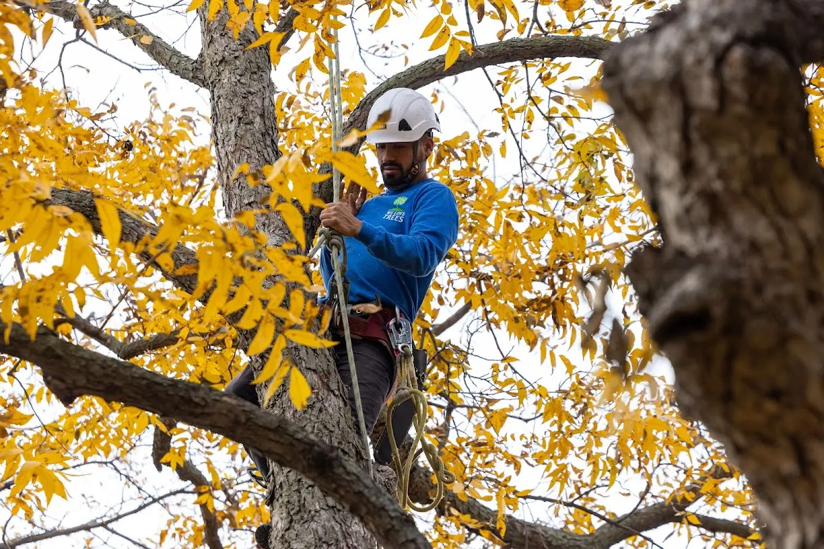 Skilled Tree Pruning crew working in Freetown