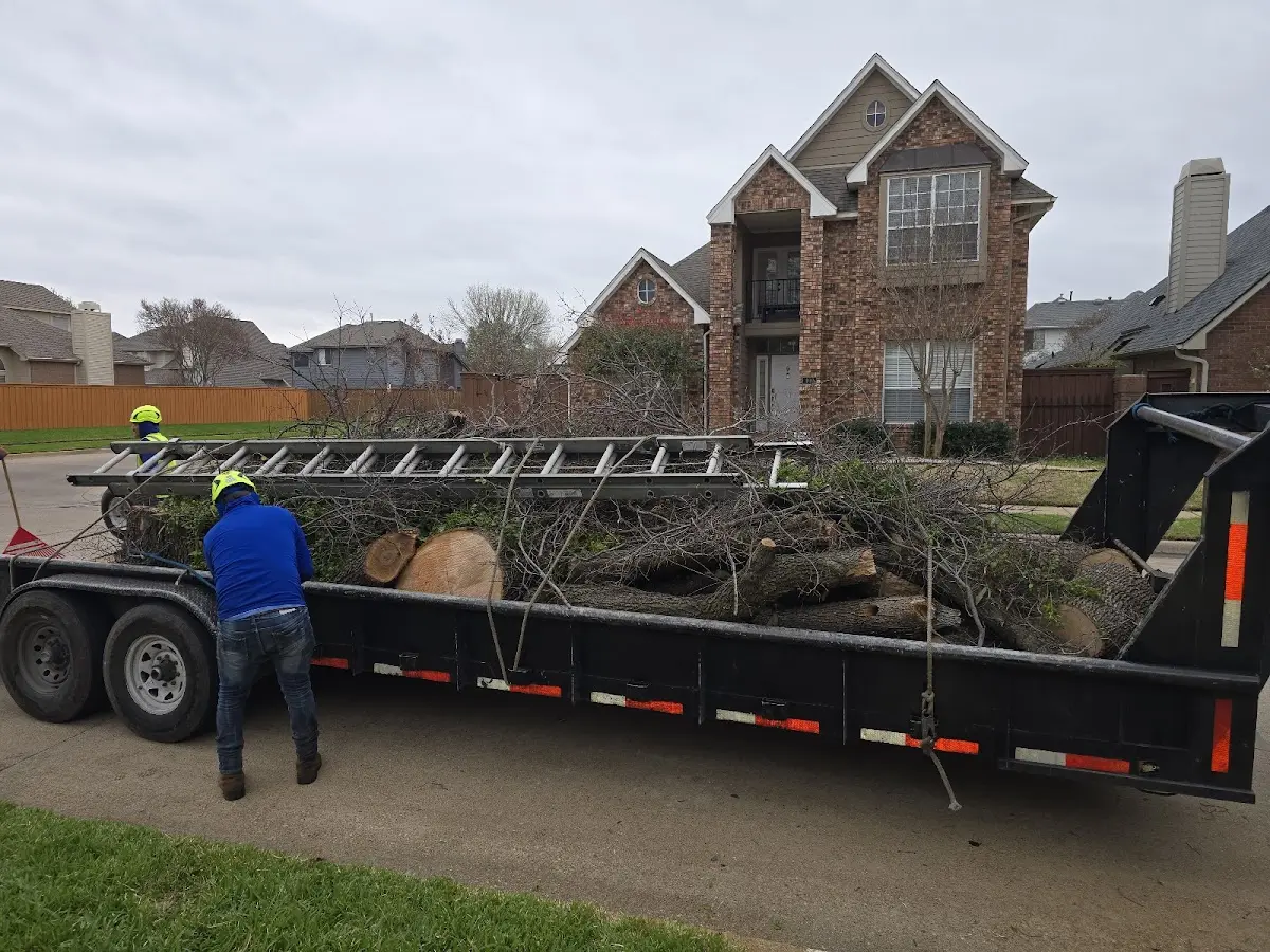 Expert Tree Removal with proper safety equipment in Freetown